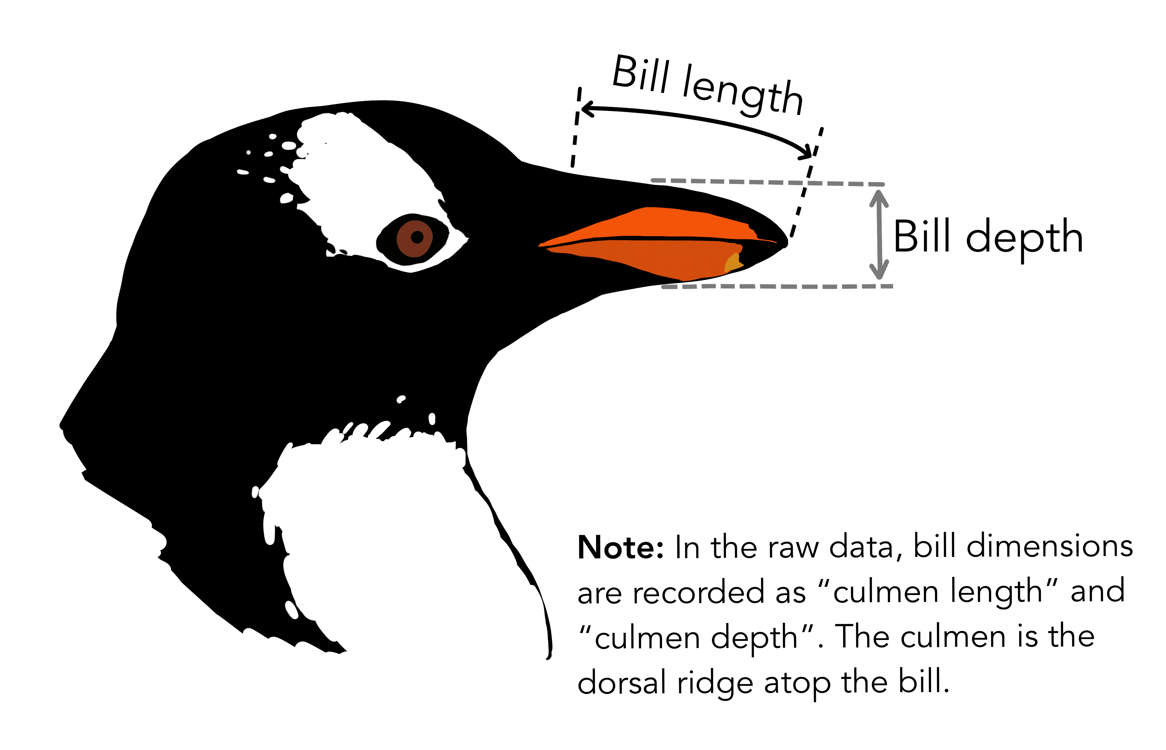 Bill dimensions. Artwork by \@allison_horst.